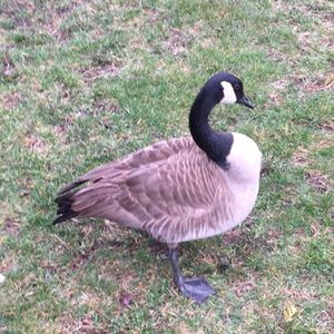Meet your Posher, Rana
